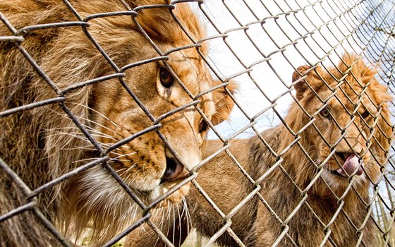 Souástí lvího safari ve dvorské zoo bude nový pavilon i dalí devný hrad...