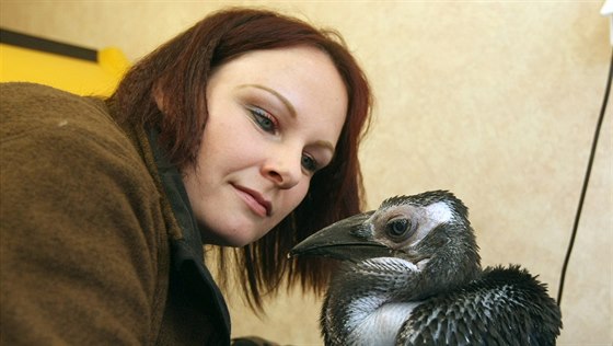 Olomoucká zoo pedstavila mlád zoboroce kaferského, kterému jsou necelé dva...