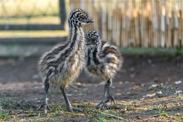 V praské zoo se minulý týden vylíhla dv mláata emu hndého.