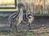 V praské zoo se minulý týden vylíhla dv mláata emu hndého.