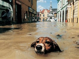 1997: Petr Josek, Pes plave v zatopen ulici Uherskho Hradit bhem povodov...