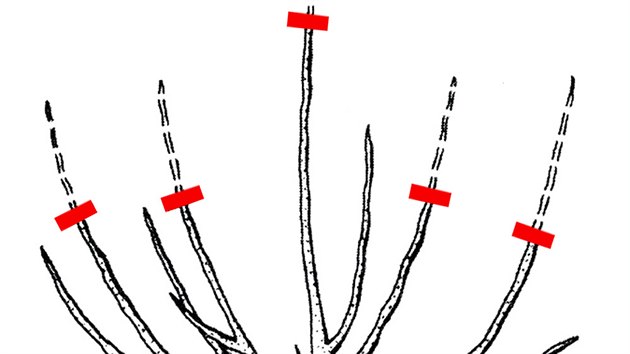 Vchovn ez jdrovin, tedy jablon a hrun (3). Zkrate nov prstky hlavnch vtv o tetinu. Pozor na to, aby byly hlavn vtve stejn vysok. 
