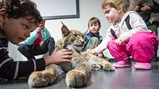 Na přednášce v infocentru v Kvildě si děti hladily devítiměsíční mládě rysa... Na přednášce v infocentru v Kvildě si děti hladily devítiměsíční mládě rysa...