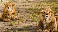 Souástí lvího safari ve dvorské zoo bude nový pavilon i dalí devný hrad...