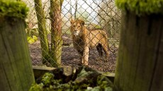 Souástí lvího safari ve dvorské zoo bude nový pavilon i dalí devný hrad...