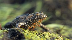 Kuňka obecná, někdy také nazývaná pro své zbarvení břicha kuňka ohnivá. Kuňka obecná, někdy také nazývaná pro své zbarvení břicha kuňka ohnivá.