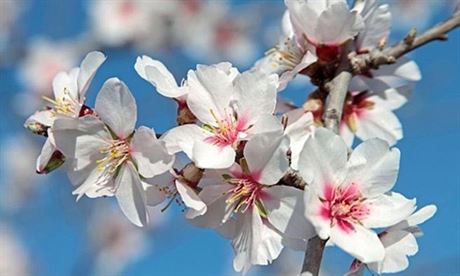 Mandlon patí mezi posly jara  kvetou ze vech strom nejdíve.