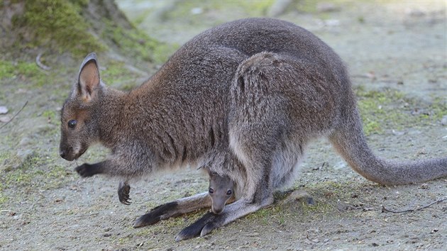 Mld klokana rudokrkho v dnsk zoo ji zan vykukovat z matina vaku a pomalu tak objevuje svt.