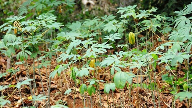 A napklad maniok se v Kamerunu pstuje vude. Ten na fotografii pstuje mstn ekoklub jako jednu z poloek jdelnku pro chovan ekomyi.

