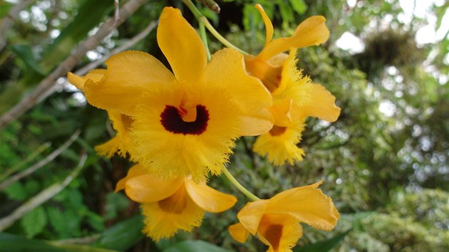 Dendrobium fimbriatum var. oculatum (sklenk Fata Morgana, Botanick zahrada Praha)
