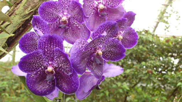 Vanda hybrid (sklenk Fata Morgana, Botanick zahrada Praha)