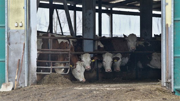 Na farm ve Vnici na Jihlavsku zabil bk padestiletho oetovatele. Ppad proetuje inspektort bezpenosti prce i policie.