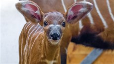 mlád, Zoo Praha