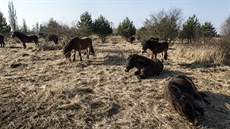 Klisna se po dvou dnech intenzivní veterinární pée vrací i s híbtem na pastviny u Milovic. Te budou potebovat hlavn klid, proto odborníci prosí veejnost, aby návtvu u koní lidé odloili na pozdji.  