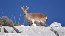 Kozoroci na skalním útesu mezi vrcholy Pico Mágina a Miramundos