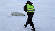 Medvd, který napadl eského turistu na picberkách (19. bezna 2015).