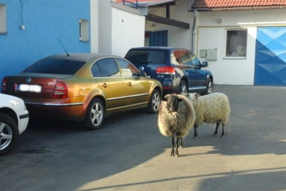 Berani v autoservisu. Tato dvojice byla natstí mírumilovná.