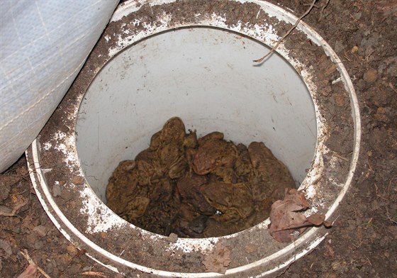 Ropuchy, které se chytly do pipravených nádob zakopaných v zemi.
