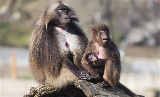 U podruhé bhem necelého roku se rozrostla tlupa delad ve zlínské zoo. Mlád...