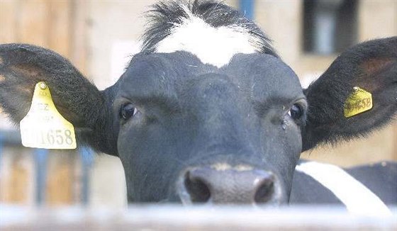 Nkteré krávy z Nového Zélandu produkují nízkotuné mléko - ilustraní foto
