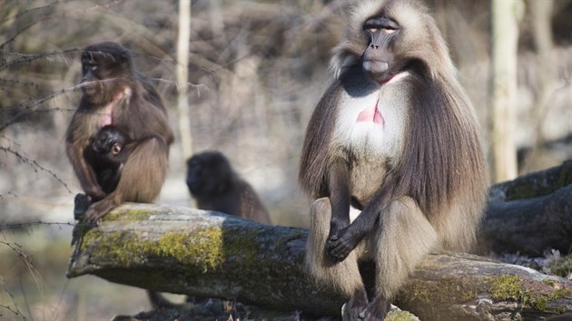 Zoo ve zlnsk Len je jedin z rmci Unie eskch a slovenskch zoologickch zahrad, kter odchovv mlata delad (snmek z roku 2014).