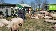 Na převrácení náklaďáku s přívěsem doplatilo 70 prasat. Na převrácení náklaďáku s přívěsem doplatilo 70 prasat.
