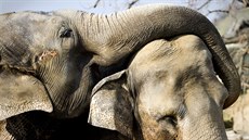 Sloni indičtí v pražské zoo Sloni indičtí v pražské zoo
