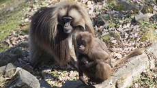 Pavilon rejnok, který nemá ve stední Evrop obdoby, se významn podílel na letoním rstu návtvnosti zlínské zoo.