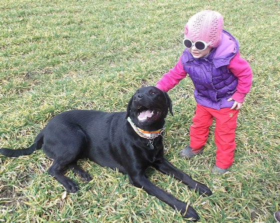 Pi výbru psa je rozhodující jeho plemeno, labradoi jsou velmi klidní a...