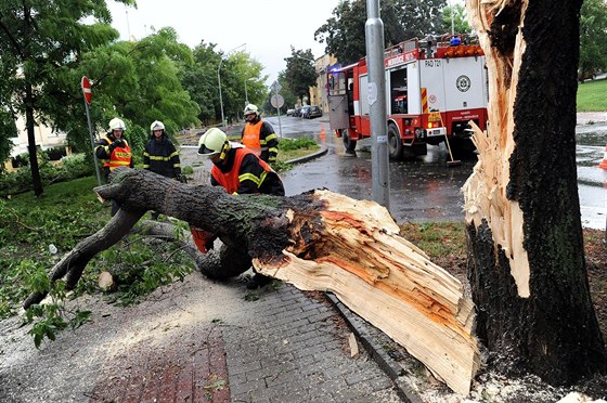 Vítr strhával vtve a poráel i stromy (ilustraní foto).