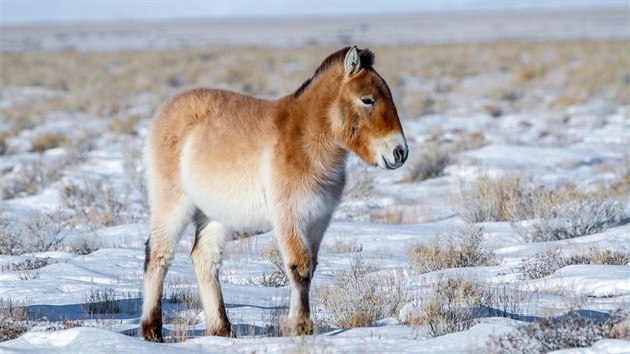 Kon Pevalskho jsou ideln pipraveni na to, e teploty mohou v zim v Mongolsku klesnout a na - 40 C. 