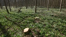Se stavem zničeného místa ostře kontrastují plochy, kde se také kácelo, ovšem... Se stavem zničeného místa ostře kontrastují plochy, kde se také kácelo, ovšem...