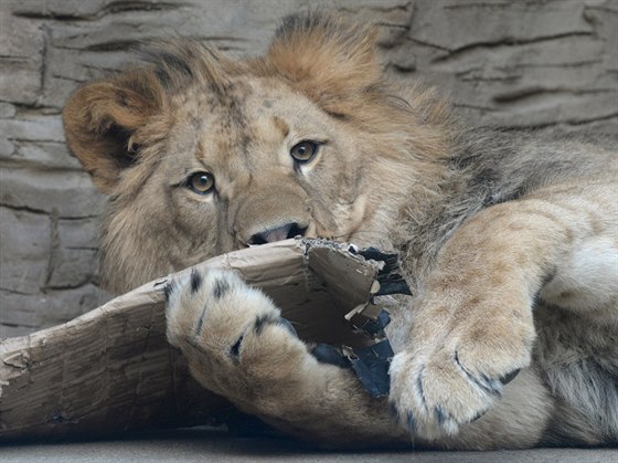 Tém dvouletí lvi berbertí Terry a Basty v olomoucké zoo na Svatém Kopeku...