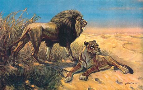 Obraz lva a lvice nakreslil F. X. Procházka u v roce 1923, do kolních tíd se...