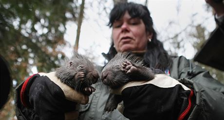 Nejnovjími pírstky olomoucké zoologické zahrady na Svatém Kopeku jsou...