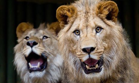 Lvi Terry a Basty, jedni z nový pírstk v liberecké zoo.