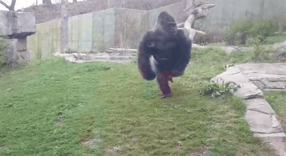 Gorila se rozbhla proti ochrannému sklu.