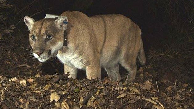 Puma se jmnem P-22 se stala symbolem los Angeles. Kamera ji zachytila u dve v Griffithov parku. (14. dubna 2015)