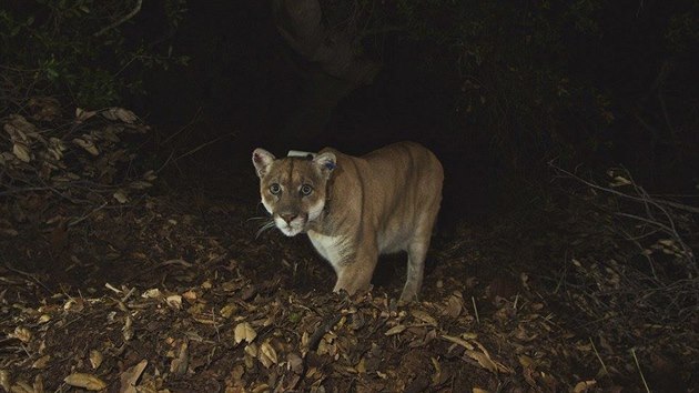 Puma se jmnem P-22 se stala symbolem los Angeles. Kamera ji zachytila u dve v Griffithov parku. (14. dubna 2015)