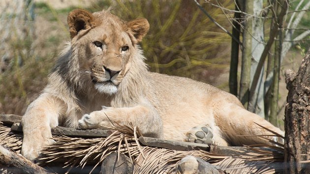 Zlnsk zoo pedstavila novho lvho samce Abamboo.