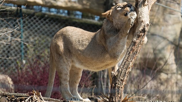 Zlnsk zoo pedstavila novho lvho samce Abamboo.