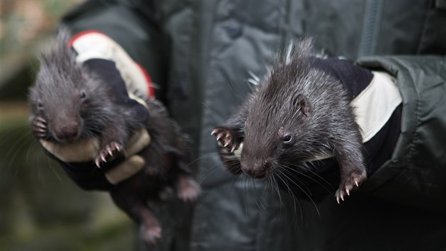 Nejnovjmi prstky olomouck zoologick zahrady na Svatm Kopeku jsou mlata dikobraza srstnatonosho. Zatm se jim tu k Pat a Mat.