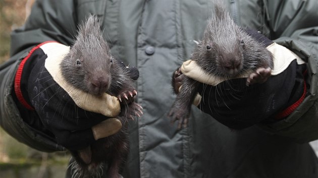 Nejnovjmi prstky olomouck zoologick zahrady na Svatm Kopeku jsou mlata dikobraza srstnatonosho. Zatm se jim tu k Pat a Mat.