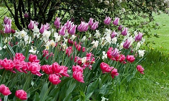 Tulipány patí mezi nejvzneenjí ozdoby jarních záhon i kytic.