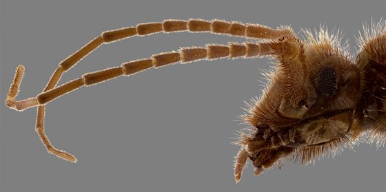 Pakvor (Arixenia esau), detail hlavy a sloeného oka. Foceno v laboratoi.
