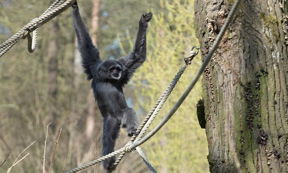 Giboni stíbrní jsou ve zlínské zoo od podzimu 2014.