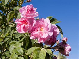 Extrakt z pomrn vzácné damaské re (Rosa damascena), která se pstuje na...