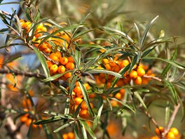 Plody rakytníku (Hippophae rhamnoides) jsou malý zázrak, který v poslední dob...