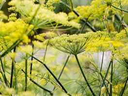 Na i plody fenyklu (Foeniculum vulgare) známe z kuchyn, mén známé je jeho...