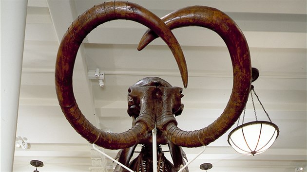 Kostra mamuta v newyorskm muzeu.